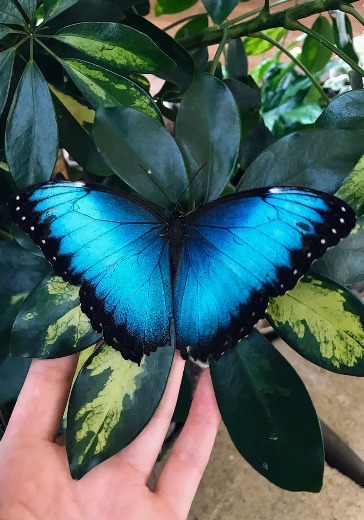 Посещение Dubai Butterfly Garden: билеты