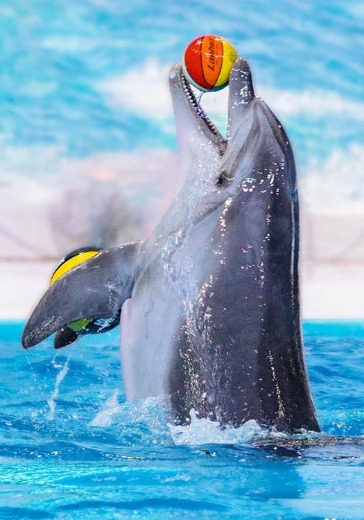 Посещение Dubai Dolphinarium: Standard в Дубае: билеты