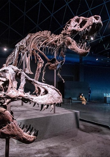 Посещение Natural History Museum Abu Dhabi в Абу Даби: билеты