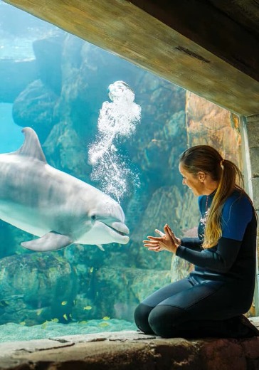 Посещение SeaWorld Abu Dhabi + Shuttle Service Посещение SeaWorld Abu Dhabi + Shuttle Service в Абу Даби: билеты
