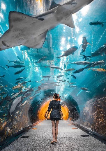 Посещение Dubai Aquarium & Underwater Zoo: Silver Pass Посещение Dubai Aquarium & Underwater Zoo: Silver Pass в Дубае: билеты